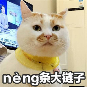 很多人可能不知道楼楼的名字却一定用过它的表情包