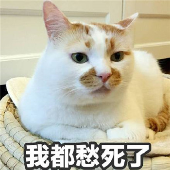 很多人可能不知道楼楼的名字却一定用过它的表情包