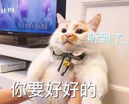 楼楼是什么品种的猫 楼楼猫表情包动态图大全