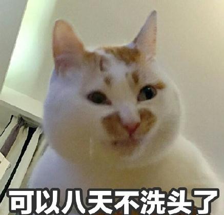 楼楼是什么品种的猫 楼楼猫表情包动态图大全