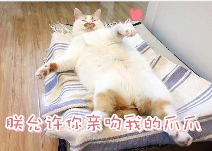 楼楼是什么品种的猫 楼楼猫表情包动态图大全