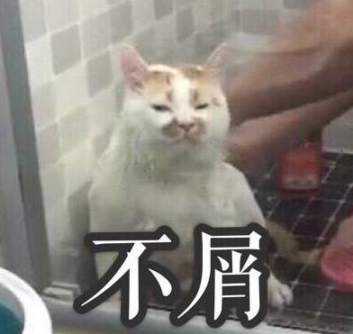 楼楼是什么品种的猫 楼楼猫表情包动态图大全