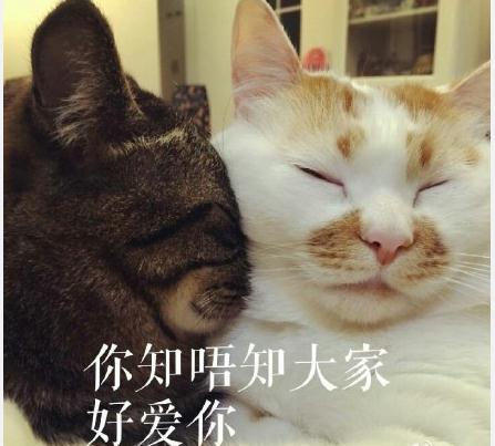 楼楼是什么品种的猫 楼楼猫表情包动态图大全