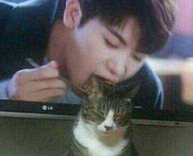 吸猫是什么梗 吸猫是什么意思