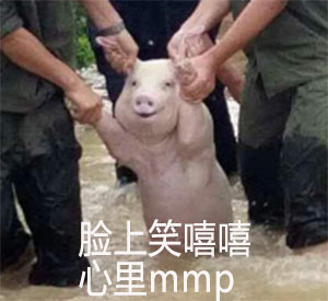 网红小猪表情包是怎么火的 网红小猪表情包搞笑大全