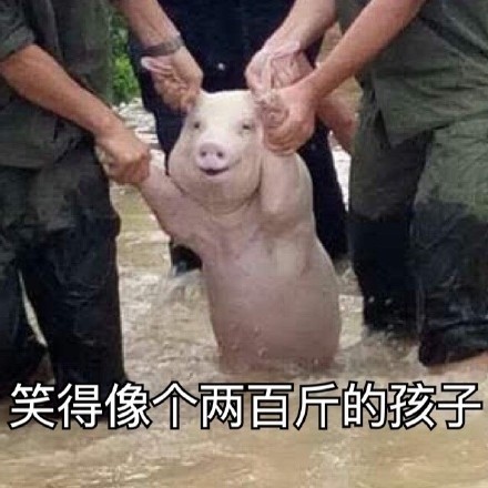 网红小猪表情包是怎么火的 网红小猪表情包搞笑大全