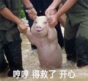 网红小猪表情包是怎么火的 网红小猪表情包搞笑大全