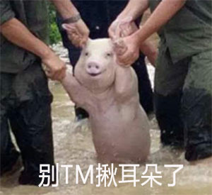 网红小猪表情包是怎么火的 网红小猪表情包搞笑大全