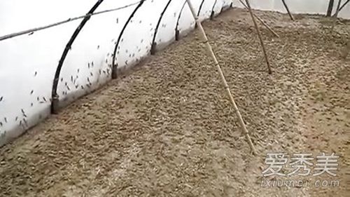 山东放飞数十万只蝗虫是怎么回事?会影响生态吗?