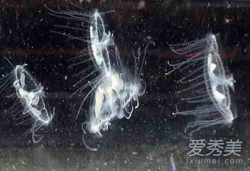 义乌发现桃花水母图片 桃花水母是什么