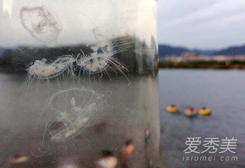 义乌发现桃花水母图片 桃花水母是什么
