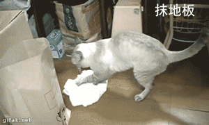 养猫有什么用 养猫前日用猫一时gif