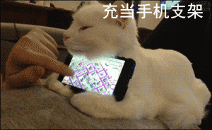 养猫有什么用 养猫前日用猫一时gif