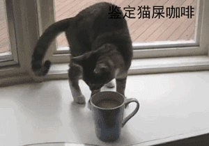 养猫有什么用 养猫前日用猫一时gif