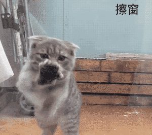 养猫有什么用 养猫前日用猫一时gif