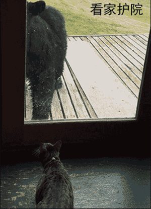 养猫有什么用 养猫前日用猫一时gif