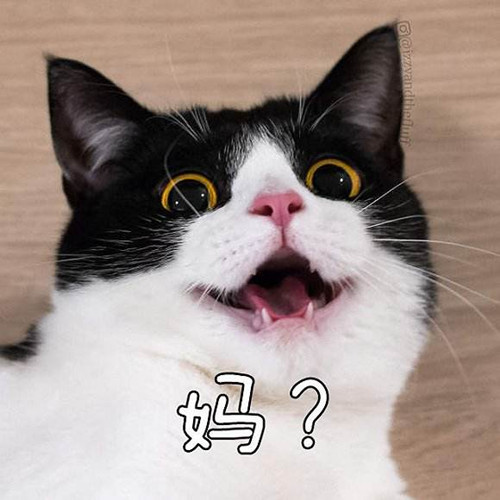 吸猫什么意思?吸猫什么梗?