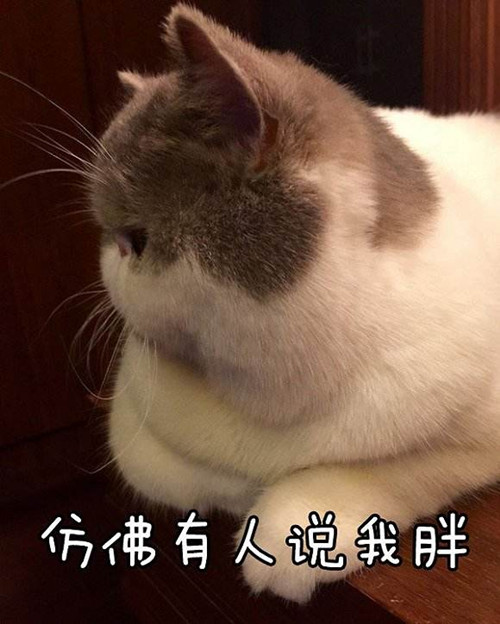 吸猫什么意思?吸猫什么梗?
