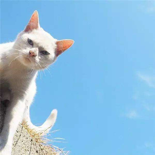吸猫什么意思?吸猫什么梗?