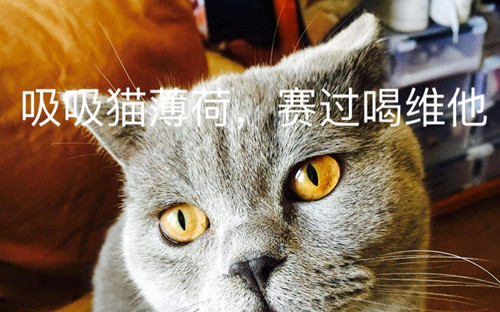 吸猫什么意思?吸猫什么梗?