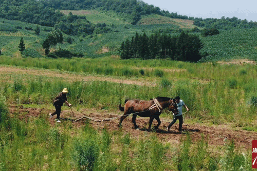 魏大勋开荒犁地 这到底是怎么回事？