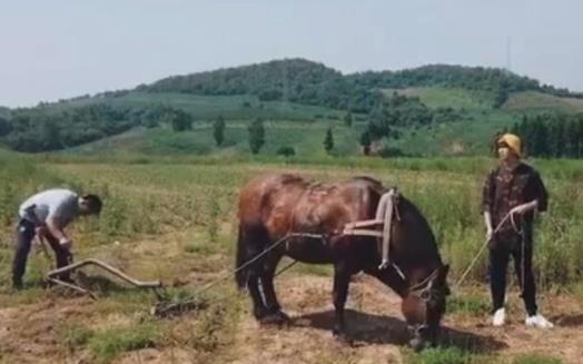 魏大勋开荒犁地是什么情况 原来真相是这样！