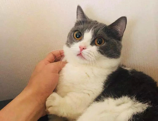 肖战的猫叫什么名字 肖战的猫是什么种类的
