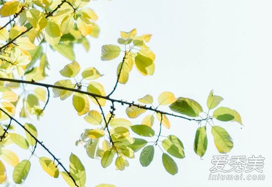 世界上最厉害的催眠曲 放松效果最好的催眠曲有哪些