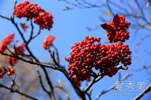 抖音一朵花一棵树是什么歌谁唱的 抖音一朵花一棵树歌词