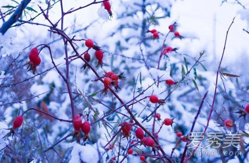 抖音一朵花一棵树是什么歌谁唱的 抖音一朵花一棵树歌词