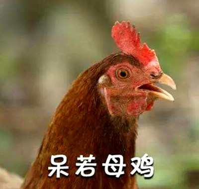 安静如鸡什么意思 安静如鸡什么梗