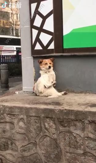 抖音大哥别杀我我把枪都给你是什么歌