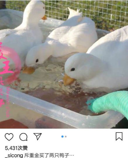 王思聪买的鸭子是什么梗 王思聪买的鸭子是什么品种