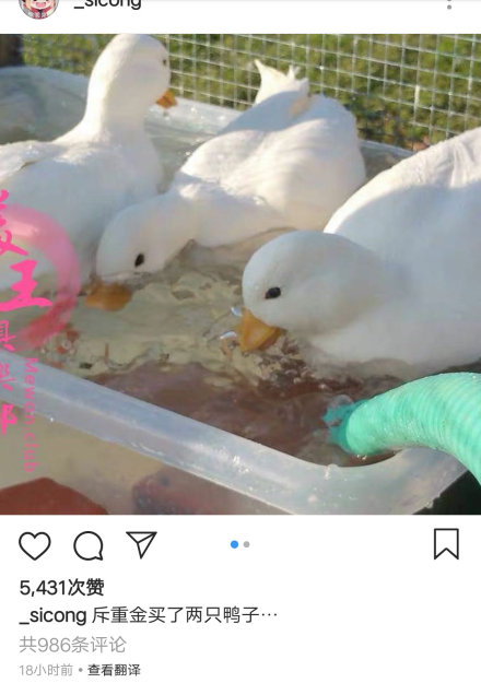 这是要开动物园吗？王思聪新宠柯尔鸭成网红