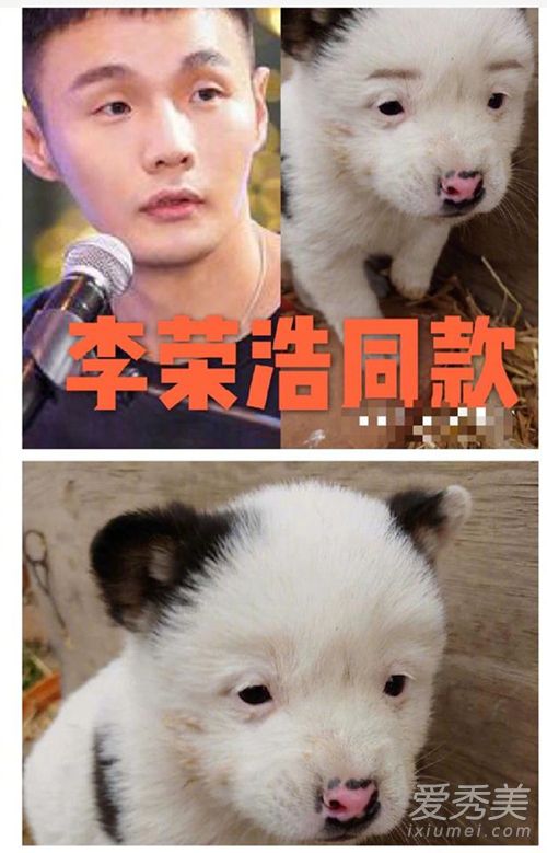 李荣浩同款狗狗 这到底是个什么梗？