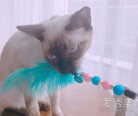 吴宣仪悼念爱猫粉丝暖心留言安慰 吴宣仪的猫怎么了