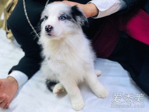 黄子韬被爱犬咬伤严重吗 排队打狂犬疫苗直喊累!