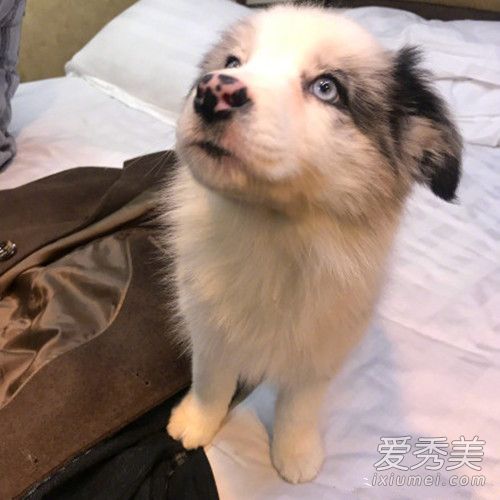 黄子韬被爱犬咬伤严重吗 排队打狂犬疫苗直喊累!