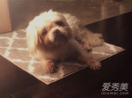 张馨予发文悼念是怎么回事 张馨予发文悼念什么