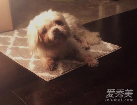 张馨予发文悼念怎么回事 张馨予发文悼念谁