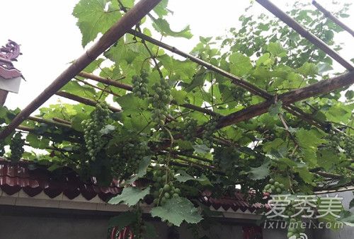 李子柒家的院子全景图 李子柒的家里内部图片