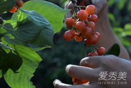 李子柒家的院子全景图 李子柒的家里内部图片