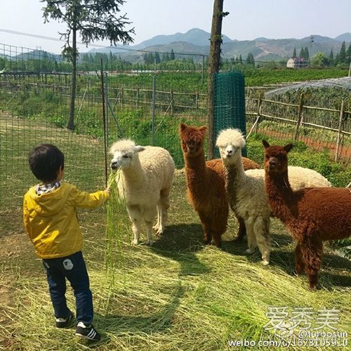 劳动最光荣！孙俪带儿女赴山里踏青劳作