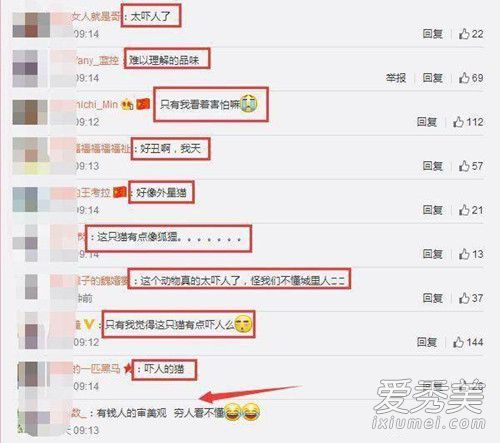 霍思燕家的猫什么品种 无毛猫价格多少