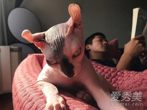 霍思燕家的猫什么品种 无毛猫价格多少