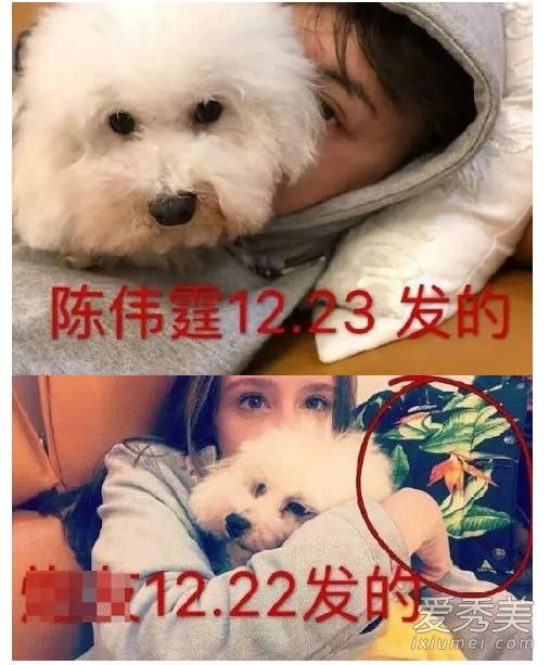 陈伟霆外籍模特女友bruna遭攻击 网友：好自为之