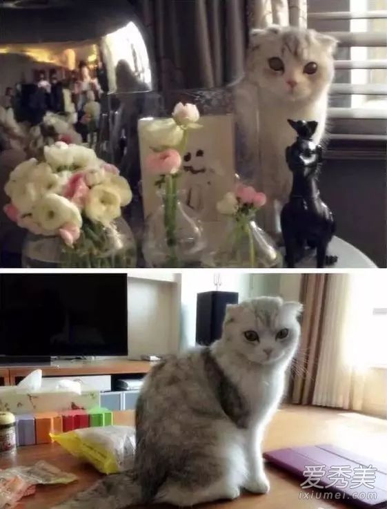倪妮工作室发声明:否认虐猫纯属恶意诽谤