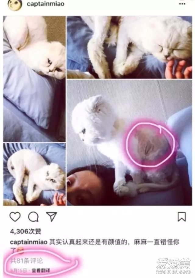 倪妮工作室发声明:否认虐猫纯属恶意诽谤