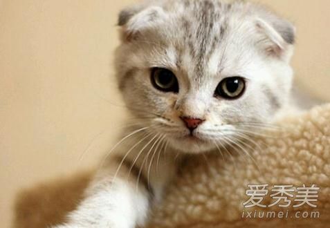 倪妮养的猫是什么品种 倪妮虐猫艹爱猫人设是真的吗
