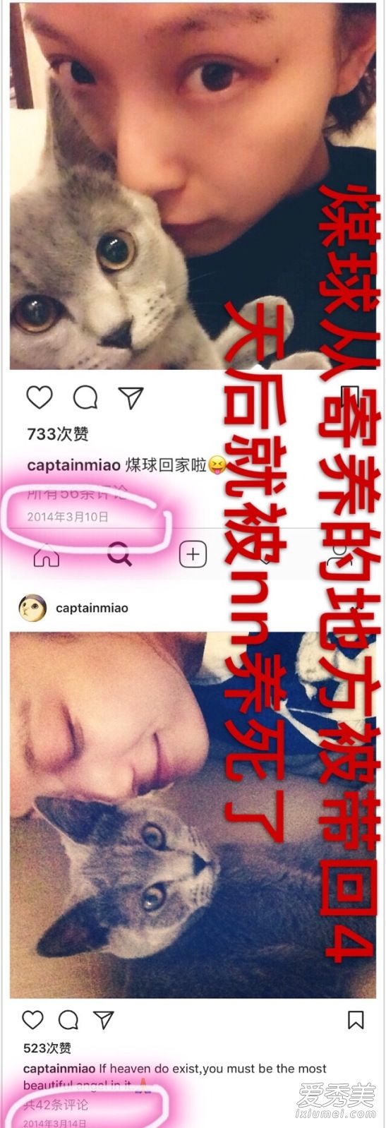 倪妮养的猫是什么品种 倪妮虐猫艹爱猫人设是真的吗